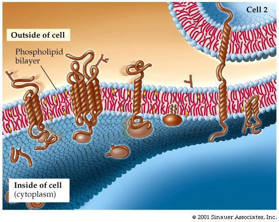 cell